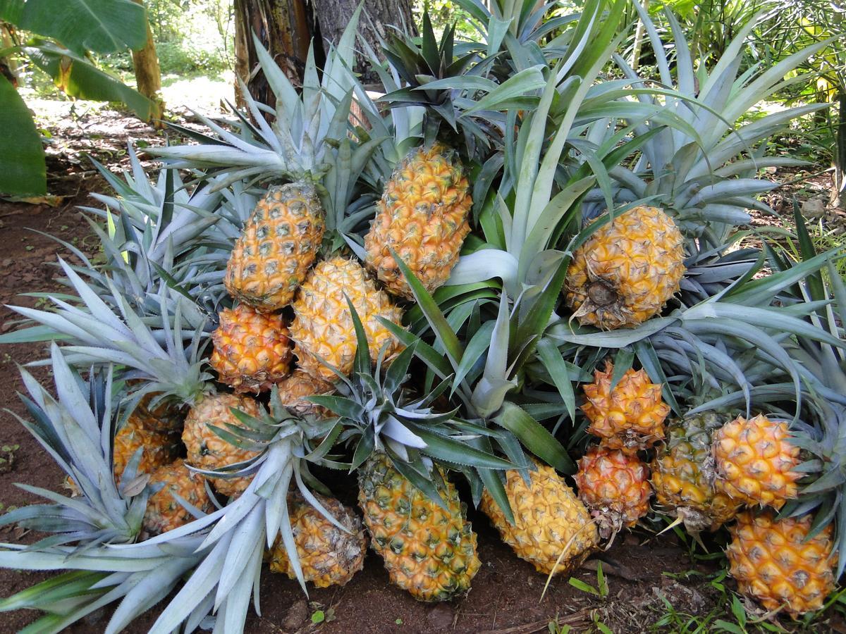 Yasi Yatere Reserva Agroecologica El Soberbio Exterior photo